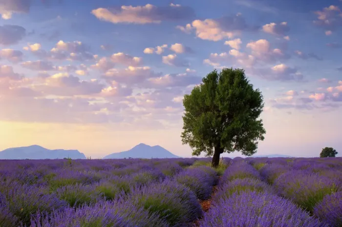 Framed Print : Walnut tree in blossoming Lavender field, (Lavandula) in morning light, Puimoisson, Provence-Alpes-Cote d Azur, Alpes de Haute Provence, Valensole, Plateau de Valensole, Provence, South France, France Framed Print : Walnut tree in blossoming Lavender field, (Lavandula) in morning light, Puimoisson, Provence-Alpes-Cote d Azur, Alpes de Haute Provence, Valensole, Plateau de Valensole, Provence, South France, France