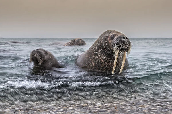 A Walrus mother and her cub (Odobenus rosmarus) depicted in Northern Spitsbergen