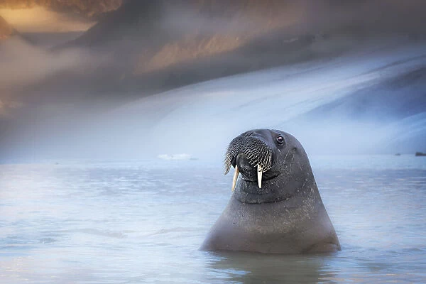 Walrus (Odobenus rosmarus) depicted in Northern Spitsbergen, Svalbard Islands