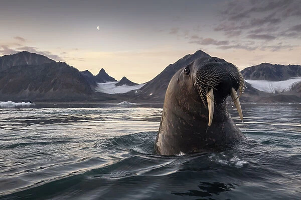 Walrus (Odobenus rosmarus) depicted in Northern Spitsbergen, Svalbard Islands