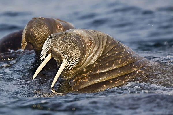two walruses swimming in the high Arctic Ocean, Svalbard archipelago, Norway