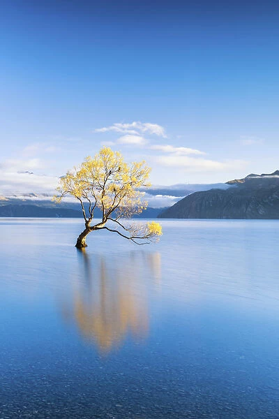 Wanaka Tree Reflections, Lake Wanaka, New Zealand