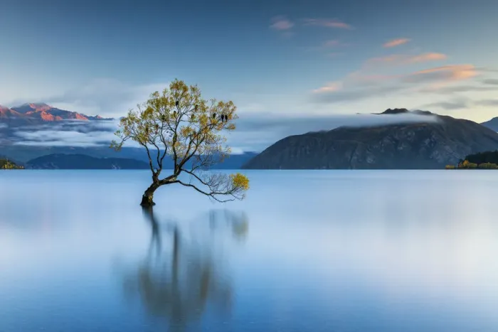 Framed Print : Wanaka Tree Reflections, Lake Wanaka, New Zealand Framed Print : Wanaka Tree Reflections, Lake Wanaka, New Zealand