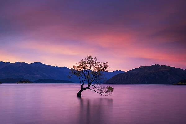 Wanaka Tree at Sunset, Lake Wanaka, New Zealand