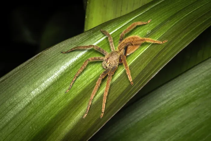 Framed Print : Wandering Spider (Cupiennius coccineus), mid-elevation cloud forest, Costa Rica