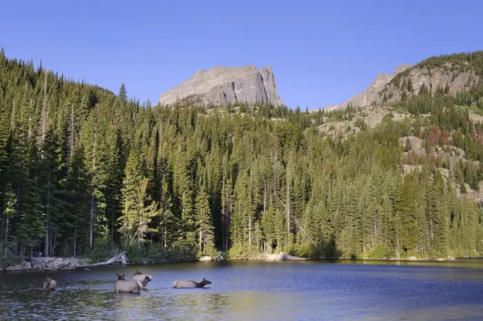 Framed Print : Wapiti Deer, Bear Lake and Hallet Peak, Rocky Mountain National Park, Estes Park Framed Print : Wapiti Deer, Bear Lake and Hallet Peak, Rocky Mountain National Park, Estes Park