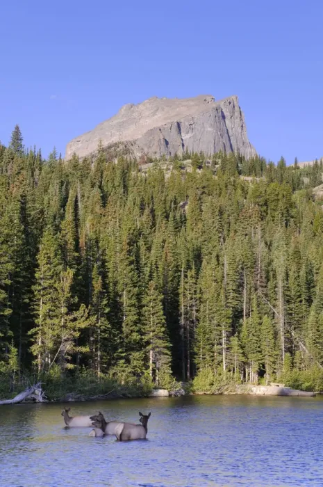 Framed Print : Wapiti Deer, Bear Lake and Hallet Peak, Rocky Mountain National Park, Estes Park Framed Print : Wapiti Deer, Bear Lake and Hallet Peak, Rocky Mountain National Park, Estes Park