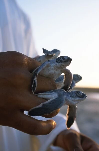 A warden holds baby green turtles which he has picked