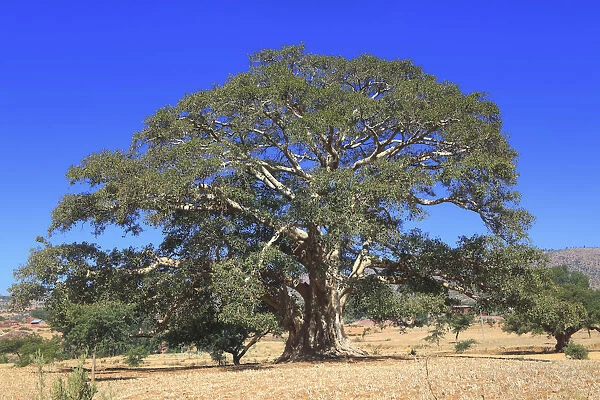 Warka (wild fig tree), Abraha Atsbeha village, Tigray region, Ethiopia