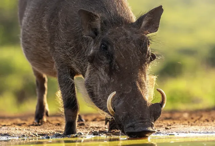 Framed Print : Warthog drinking from a watering hole, Zimanga Private Game Reserve, Natal, South Africa Framed Print : Warthog drinking from a watering hole, Zimanga Private Game Reserve, Natal, South Africa