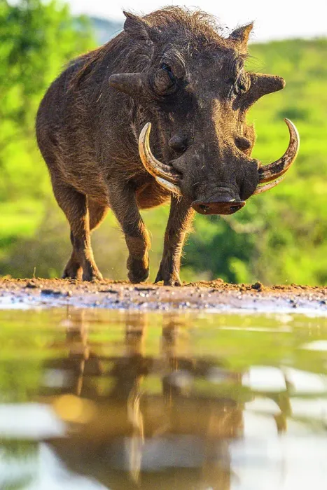 Framed Print : Warthog, (Phacochoerus aethiopicus), Zimanga Private Game Reserve, Mkuze, KwaZulu Natal, South Africa Framed Print : Warthog, (Phacochoerus aethiopicus), Zimanga Private Game Reserve, Mkuze, KwaZulu Natal, South Africa