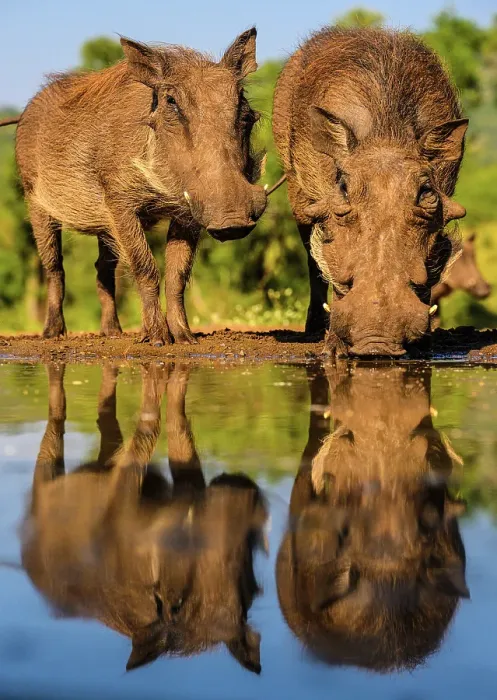 Framed Print : Warthog, (Phacochoerus aethiopicus), Zimanga Private Game Reserve, Mkuze, KwaZulu Natal, South Africa Framed Print : Warthog, (Phacochoerus aethiopicus), Zimanga Private Game Reserve, Mkuze, KwaZulu Natal, South Africa