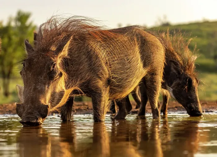 Framed Print : Warthogs drinking from a watering hole, Zimanga Private Game Reserve, Natal, South Africa Framed Print : Warthogs drinking from a watering hole, Zimanga Private Game Reserve, Natal, South Africa