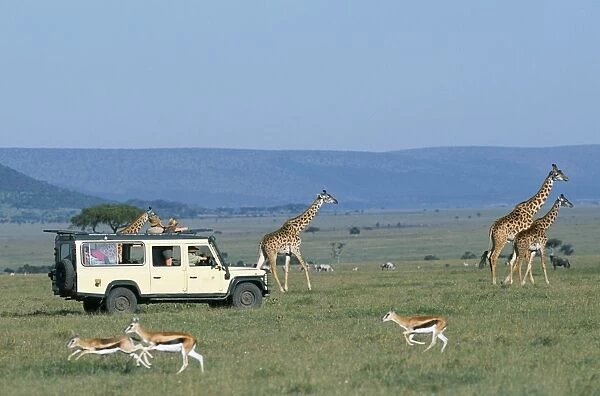 Watching Msai giraffe on a game drive while on a safari holiday