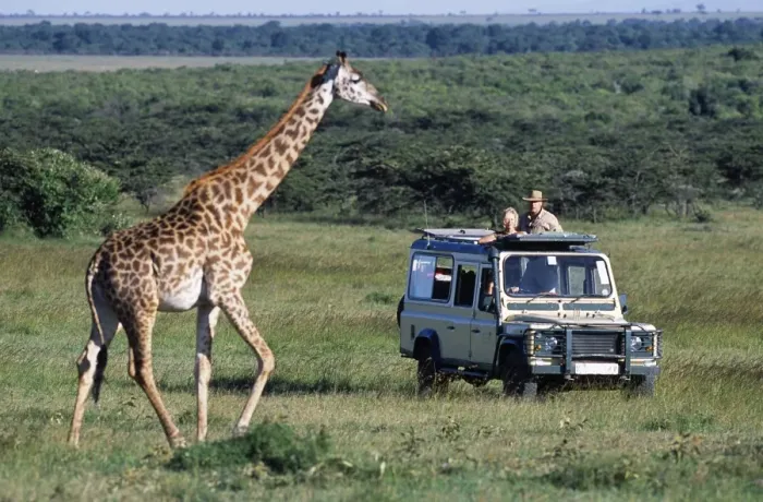 Framed Print : Watching Msai giraffe on a game drive on a safari holiday Framed Print : Watching Msai giraffe on a game drive on a safari holiday