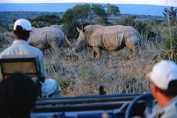 Watching White rhino from the safety of a game-viewing
