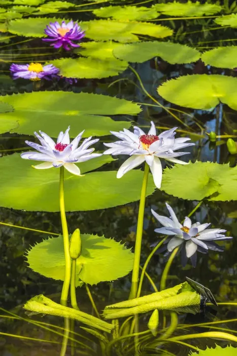 Framed Print : Water lilies in Kew Gardens, London, England Framed Print : Water lilies in Kew Gardens, London, England