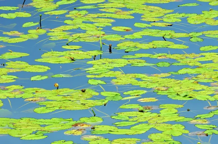 Framed Print : Water lilies North of Sioux Lookout, Ontario, Canada Framed Print : Water lilies North of Sioux Lookout, Ontario, Canada