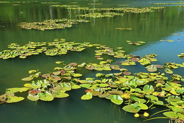 Water lilies in pond on the Stewart Cassiar Highway near Bob Quinn Lake, British Columbia, Canada