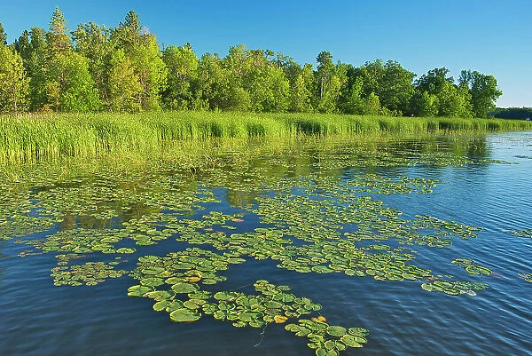 Water lilies on shore of Lake of the Woods Morson, Ontario, Canada