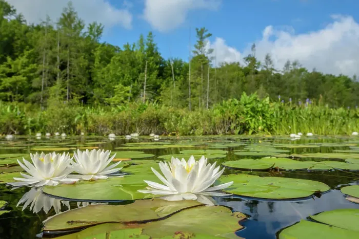 Framed Print : Water Lilies in wetland on Horseshoe Lake, Parry Sound, Ontario Framed Print : Water Lilies in wetland on Horseshoe Lake, Parry Sound, Ontario