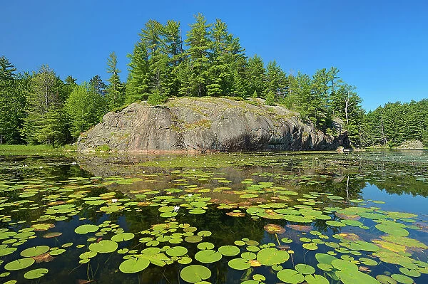 Water lilies, white Pine trees and precambrian rock at Freeland Lake Killarney Provincial Park, Ontario, Canada