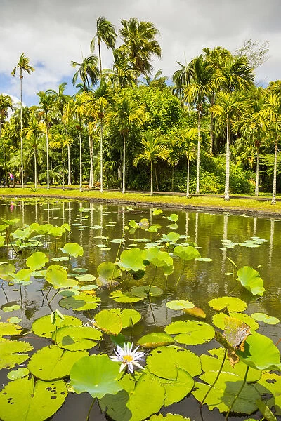 Water lillies, Sir Seewoosagur Ramgoolam Botanical Garden, Pamplemousses, Mauritius