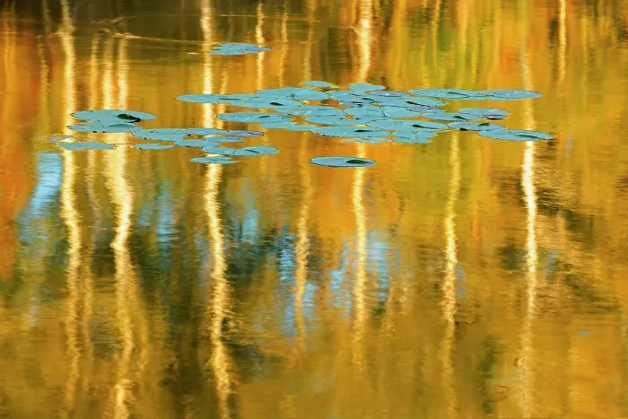 Framed Print : Water lily pads and birch trees reflected in Middle Lake Kenora Ontario, Canada Framed Print : Water lily pads and birch trees reflected in Middle Lake Kenora Ontario, Canada