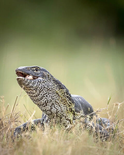 Water Monitor Lizard with egg, Moremi Game Reserve, Okavango Delta, Botswana