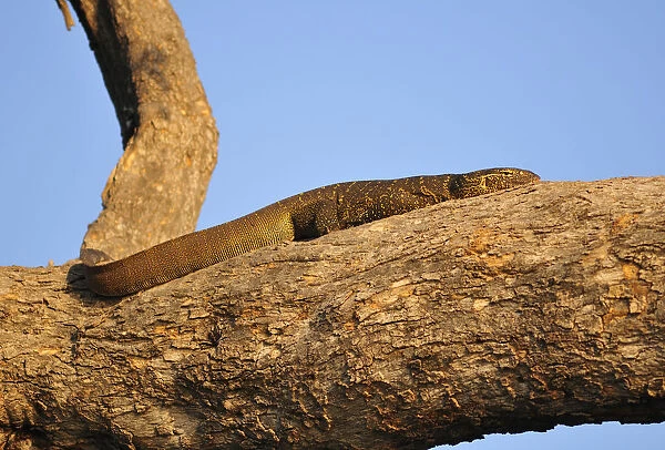 Water Monitor Lizard suning on tree branch, Chobe National Park, Botswana, Africa