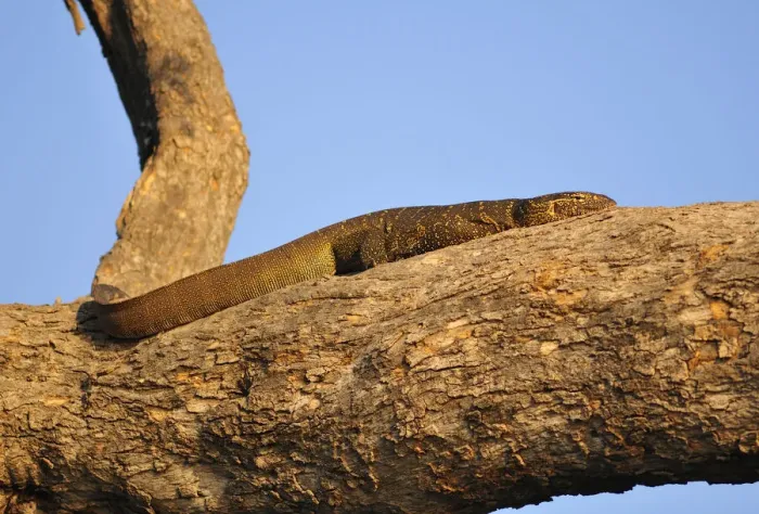 Framed Print : Water Monitor Lizard suning on tree branch, Chobe National Park, Botswana, Africa Framed Print : Water Monitor Lizard suning on tree branch, Chobe National Park, Botswana, Africa