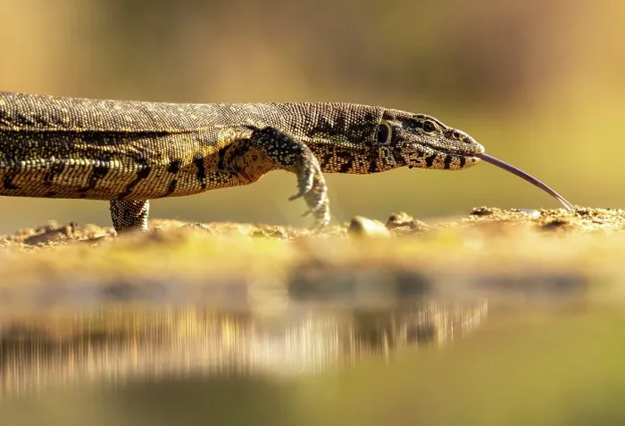 Framed Print : Water monitor lizard, Zimanga Private Game Reserve, KwaZulu Natal, South Africa Framed Print : Water monitor lizard, Zimanga Private Game Reserve, KwaZulu Natal, South Africa