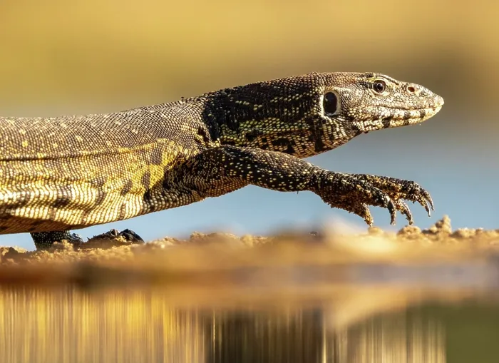 Framed Print : Water monitor lizard, Zimanga Private Game Reserve, KwaZulu Natal, South Africa Framed Print : Water monitor lizard, Zimanga Private Game Reserve, KwaZulu Natal, South Africa