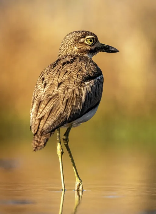 Framed Print : Water thick knee, Zimanga Private Game Reserve, KwaZulu Natal, South Africa Framed Print : Water thick knee, Zimanga Private Game Reserve, KwaZulu Natal, South Africa