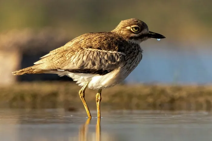 Framed Print : Water thick knee, Zimanga Private Game Reserve, KwaZulu Natal, South Africa Framed Print : Water thick knee, Zimanga Private Game Reserve, KwaZulu Natal, South Africa