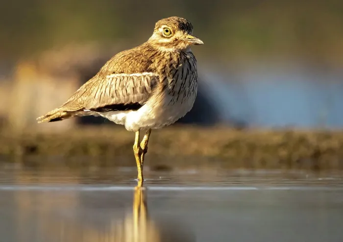 Framed Print : Water thick knee, Zimanga Private Game Reserve, KwaZulu Natal, South Africa Framed Print : Water thick knee, Zimanga Private Game Reserve, KwaZulu Natal, South Africa