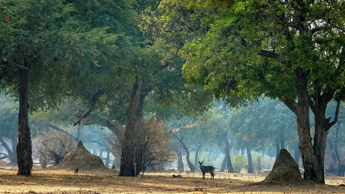 Framed Print : Waterbuck, Mana Pools National Park, Zimbabwe Framed Print : Waterbuck, Mana Pools National Park, Zimbabwe