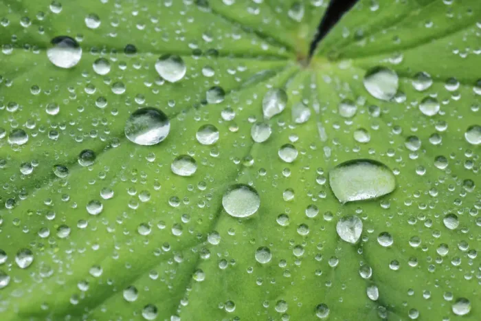 Framed Print : Waterdrop on leaf - Germany, Bavaria, Upper Bavaria, Munich, Westpark Framed Print : Waterdrop on leaf - Germany, Bavaria, Upper Bavaria, Munich, Westpark