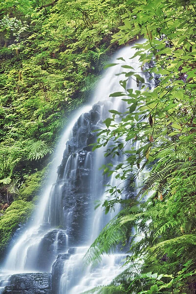 Waterfall Fairy Falls in Pacific rainforest - USA, Oregon, Multnomah