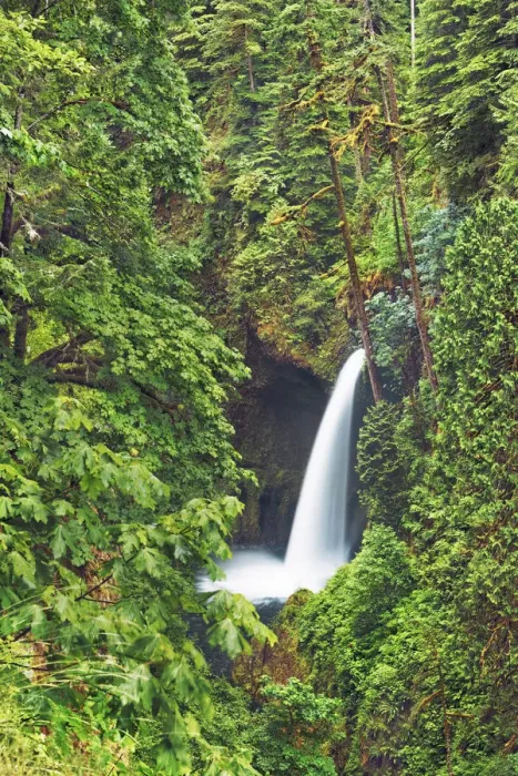 Framed Print : Waterfall Metlako Falls in Pacific rainforest - USA, Oregon, Multnomah Framed Print : Waterfall Metlako Falls in Pacific rainforest - USA, Oregon, Multnomah