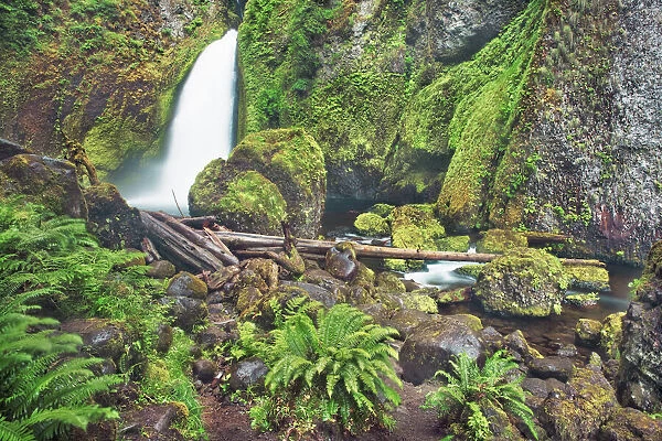 Waterfall Wahclella Falls in Pacific rainforest - USA, Oregon, Multnomah, Tanner Creek