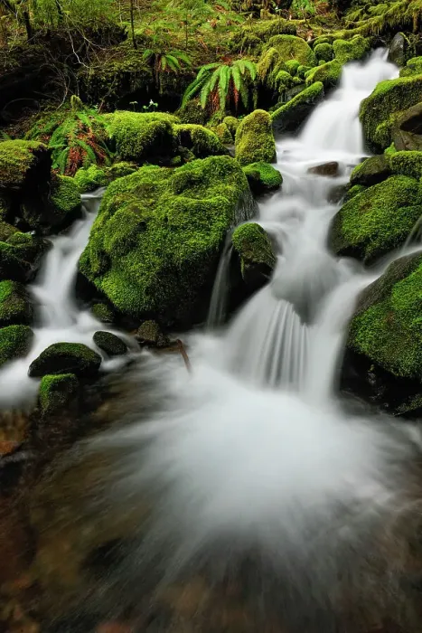 Framed Print : Waterfalls and mossy cascades in a stream along the trail to Sol Duc Falls, Olympic NP (Sol Duc unit), Washington, USA Framed Print : Waterfalls and mossy cascades in a stream along the trail to Sol Duc Falls, Olympic NP (Sol Duc unit), Washington, USA