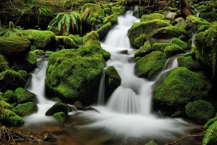 Framed Print : Waterfalls and mossy cascades in a stream along the trail to Sol Duc Falls, Olympic NP (Sol Duc unit), Washington, USA Framed Print : Waterfalls and mossy cascades in a stream along the trail to Sol Duc Falls, Olympic NP (Sol Duc unit), Washington, USA