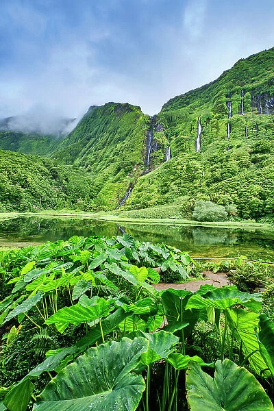 Waterfalls at Poco da Ribeira do Ferreiro, a nature reserve. In the foreground the giant leaves of the inhame (Colocasia antiquorum). Flores island, Azores islands. Portugal