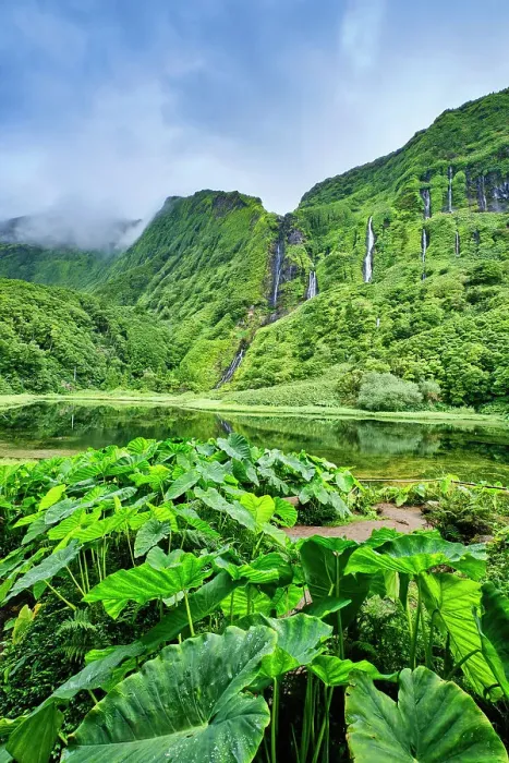 Framed Print : Waterfalls at Poco da Ribeira do Ferreiro, a nature reserve. In the foreground the giant leaves of the inhame (Colocasia antiquorum). Flores island, Azores islands. Portugal Framed Print : Waterfalls at Poco da Ribeira do Ferreiro, a nature reserve. In the foreground the giant leaves of the inhame (Colocasia antiquorum). Flores island, Azores islands. Portugal