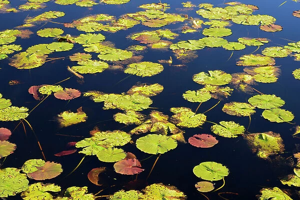 Waterlily leaves in wetland. Whiteshell Provincial Park, Manitoba, Canada