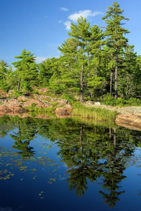 Framed Print : Watershield (Brasenia schreberi) colonies in Lighthouse pond with white pine reflected in water, Killarney, Ontario, Canada Framed Print : Watershield (Brasenia schreberi) colonies in Lighthouse pond with white pine reflected in water, Killarney, Ontario, Canada