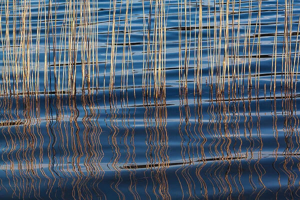 Waves betweeen a reed at Idroscalo lake, Milan, Lombardy, Italy