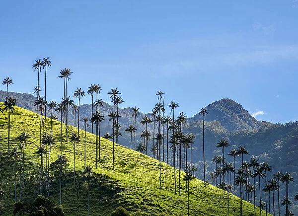 Wax Palms (Ceroxylon quindiuense), Cocora Valley, Salento, Quindio Department, Colombia