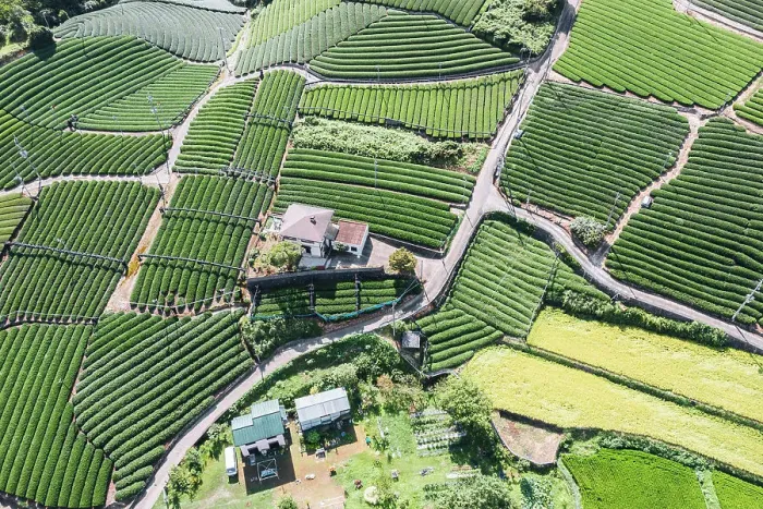 Framed Print : Wazuka Tea Plantation from above, Kansai, Japan Framed Print : Wazuka Tea Plantation from above, Kansai, Japan